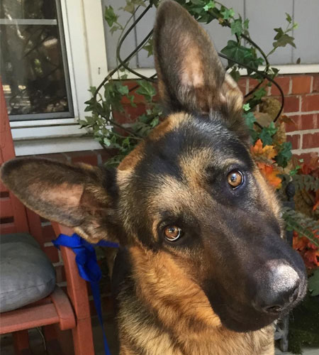 Falco, a young German Shepard pulled from a high-kill shelter