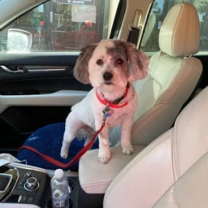 Fancy Feet Grooming, a dog-friendly dog grooming salon in Belmont, California