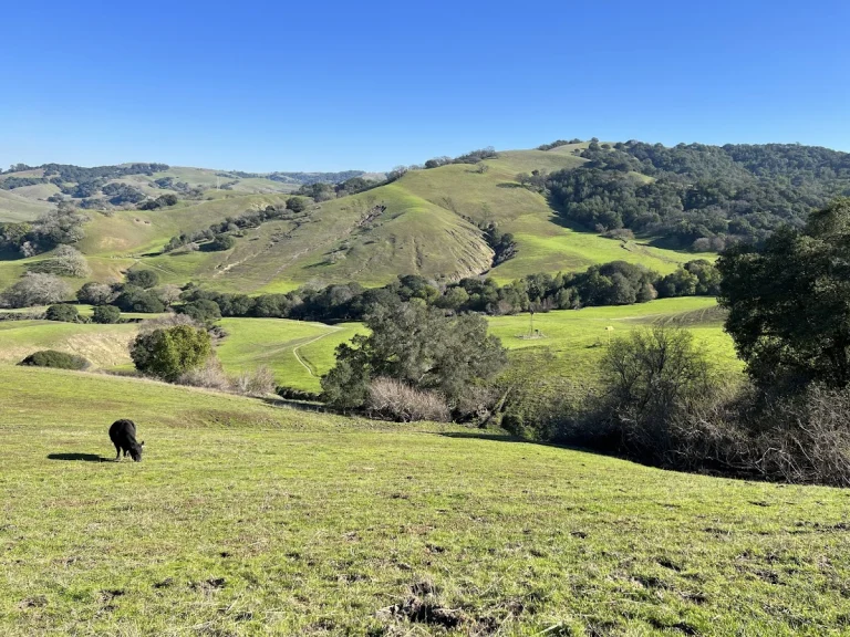 Fernandez Ranch, Martinez