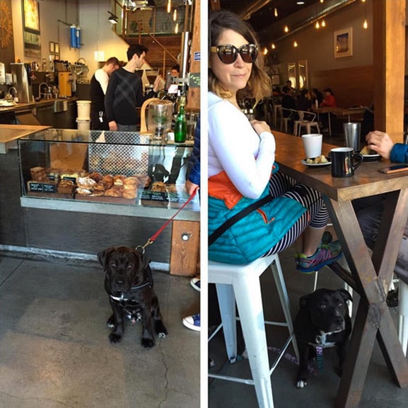 Dogs at Flywheel Coffee Roasters