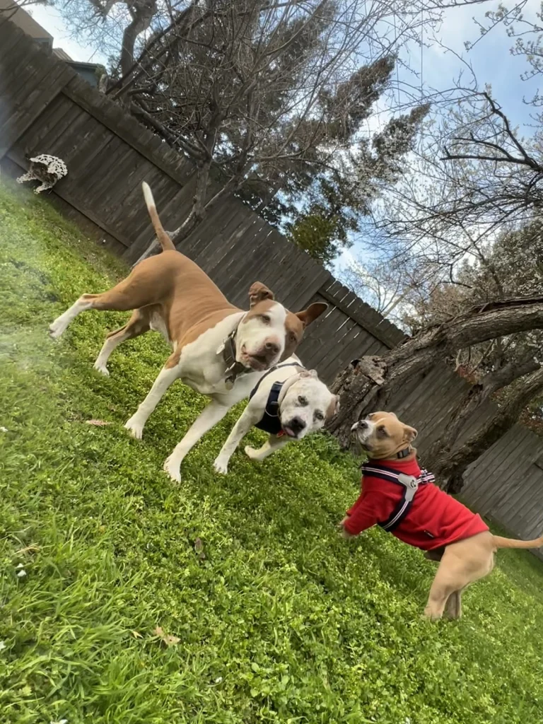Folsom Veterinary Hospital