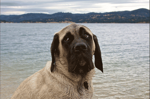 Oscar at Folsom Lake