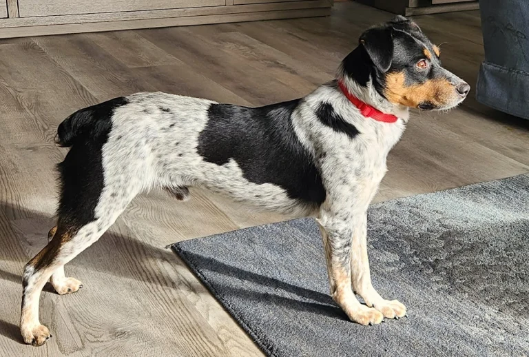 Foothill Dog Rescue, a dog-friendly animal rescue in Shingle Springs, California