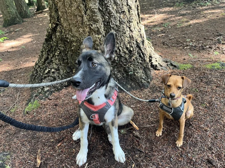 Foreverhome Pet Rescue Inc, Cerritos