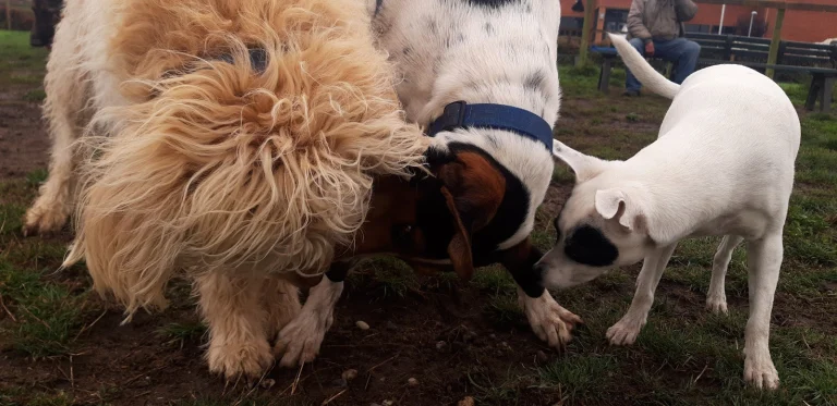 Fort Bragg Dog Park