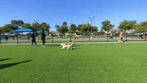 Foster City Dog Park, a dog-friendly dog park in Foster City, California
