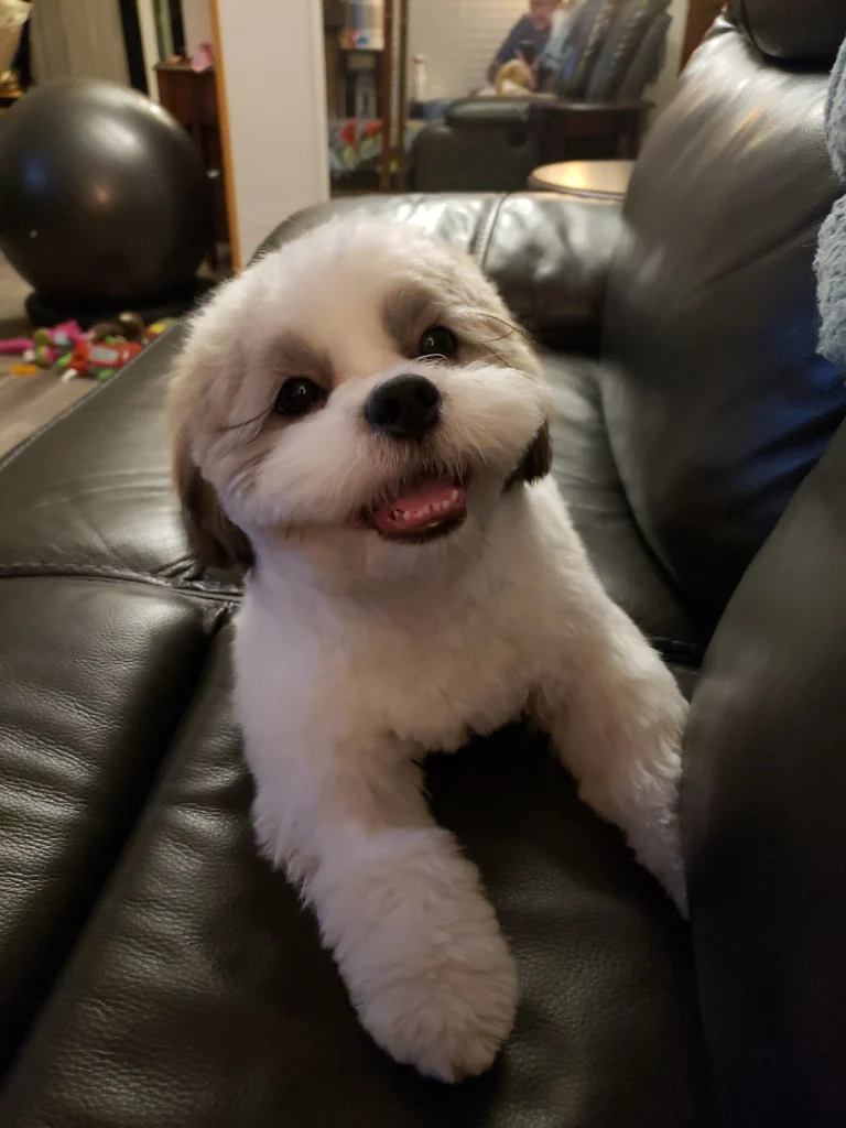 Four Paws
