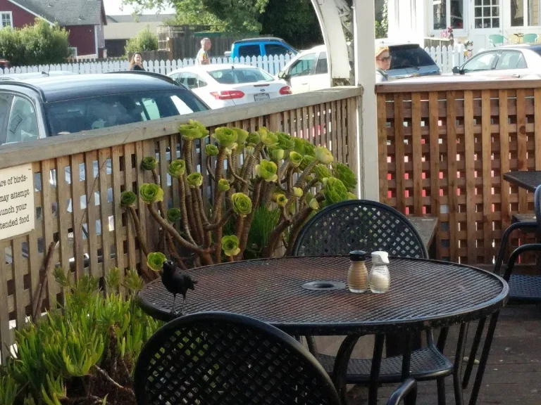 Frankie’s Pizza, a dog-friendly restaurant in Mendocino, California