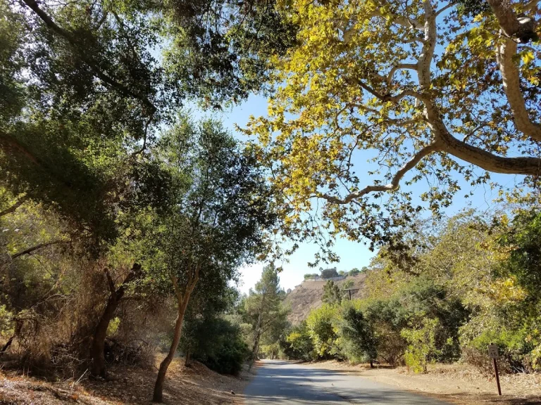 Franklin Canyon Park, a dog-friendly hiking trail in Beverly Hills, California