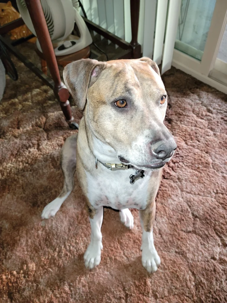 Fresno Bully Rescue, a dog-friendly animal rescue in Sanger, California