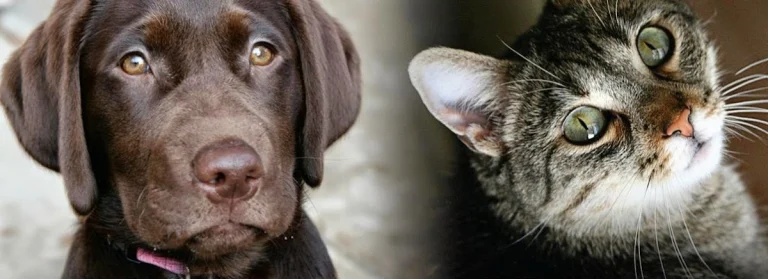 Fresno Veterinary Specialty, a dog-friendly veterinary clinic in Fresno, California