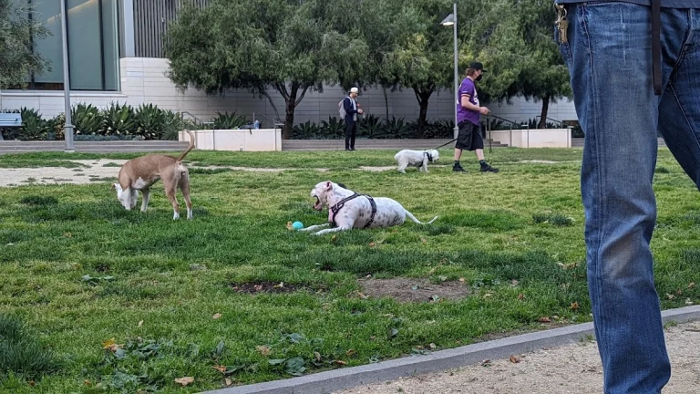 Friends of dog park