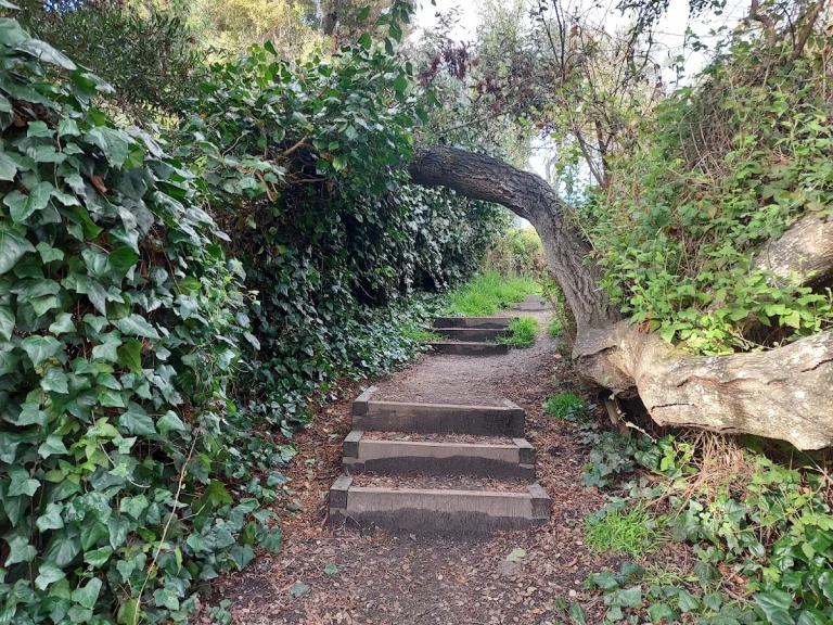 Frog Pond Wetland Preserve, a dog-friendly hiking trail in Monterey, California
