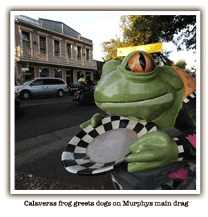 Calaveras Frog