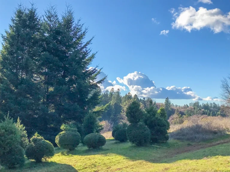 Frosty Fir Tree Farm, a dog-friendly attraction in Placerville, California