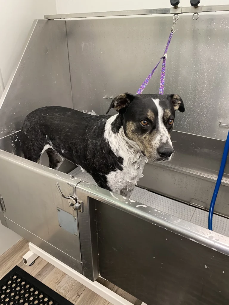 Fur Grooming Salon, a dog-friendly dog grooming salon in Simi Valley, California
