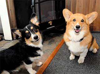Two dogs in front of fireplace