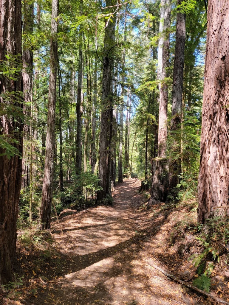 Gary Giacomini Open Space, a dog-friendly hiking trail in Woodacre, California