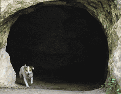 Dog at Black Diamond Mines