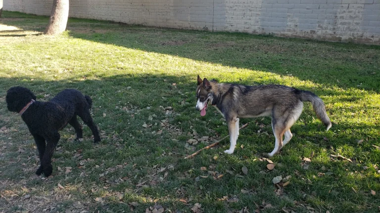Glenbrook Dog Park Google Places photo