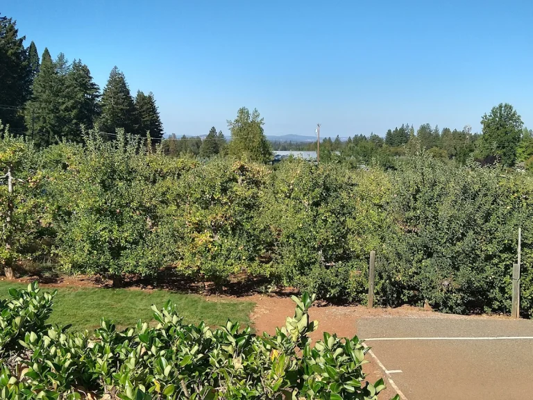 Goldbud Farms, Placerville