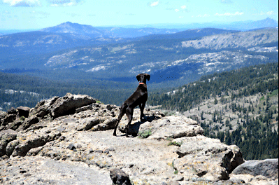 Dog overlooking cliff