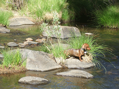 Dog in a stream
