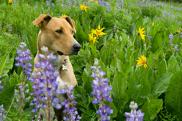 Dog in wild flowers