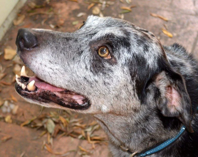 Good Dogs Pet Sitting, Cloverdale