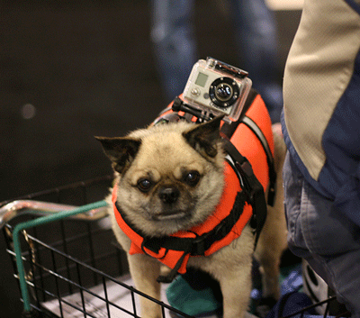 Dog with camera on his head