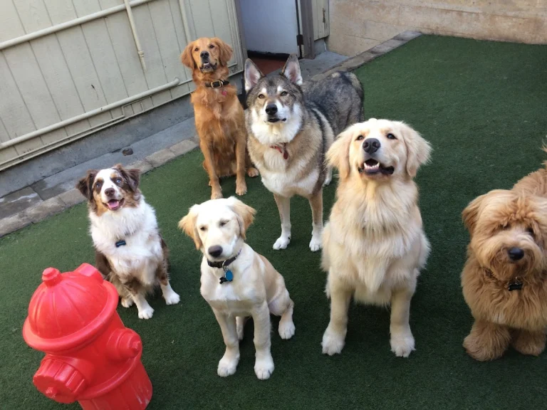 Grateful Dogs Rescue, a dog-friendly animal rescue in San Francisco, California