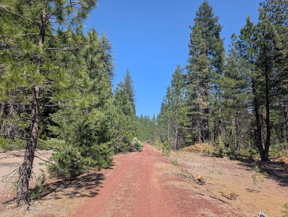 Great Shasta Rail Trail, a dog-friendly hiking trail in McCloud, California