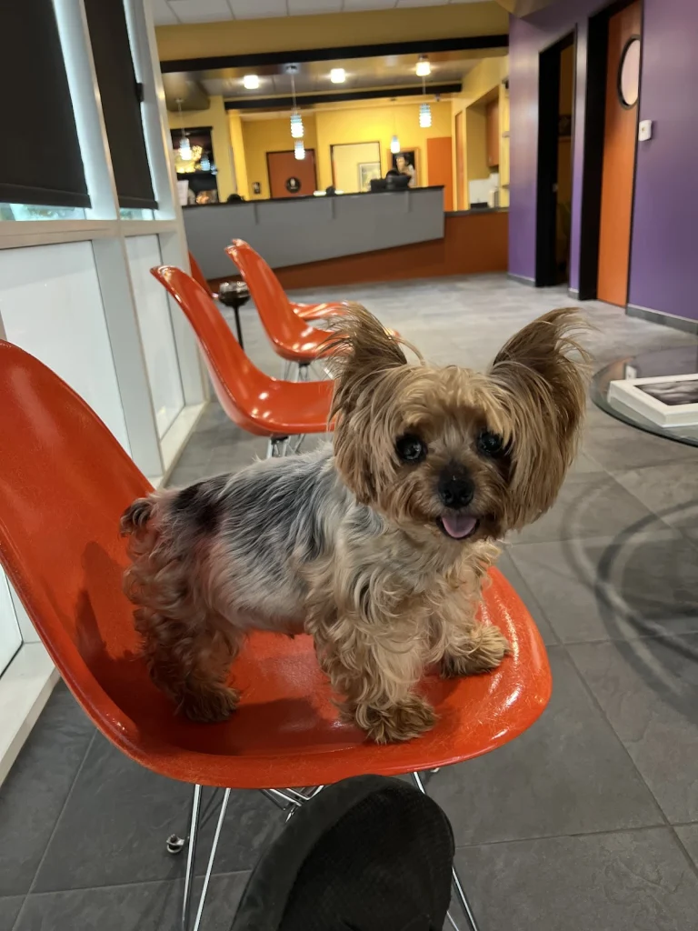 Greek and Associates, a dog-friendly veterinary clinic in Yorba Linda, California