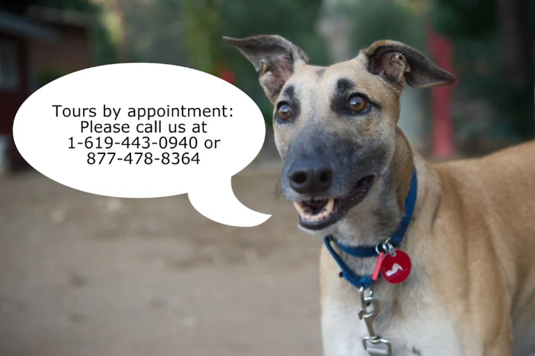Greyhound Adoption Center, a dog-friendly animal rescue in La Mesa, California