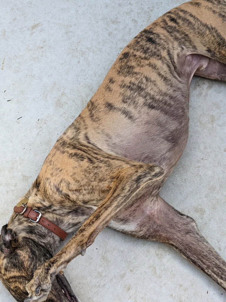 Greyhound Friends for Life, a dog-friendly animal rescue in Fulton, California