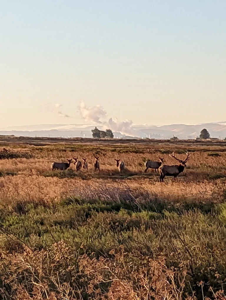 Grizzly Island Wildlife Area