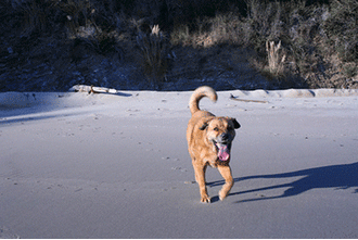 Dog on beach in Northern California