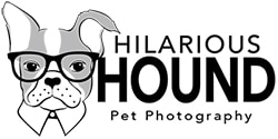 Hilarious Hound Pet Photography