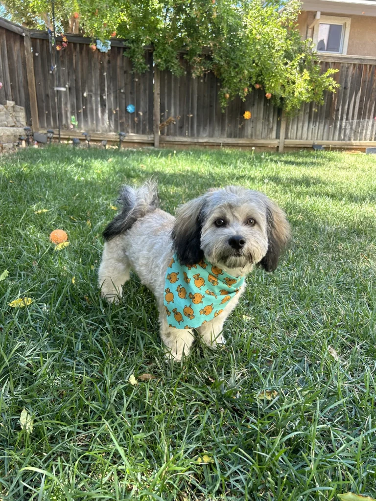 Hairy Hounds, a dog-friendly dog grooming salon in Oakley, California