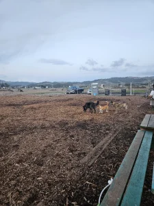 Half Moon Bay dog park, a dog-friendly dog park in Half Moon Bay, California