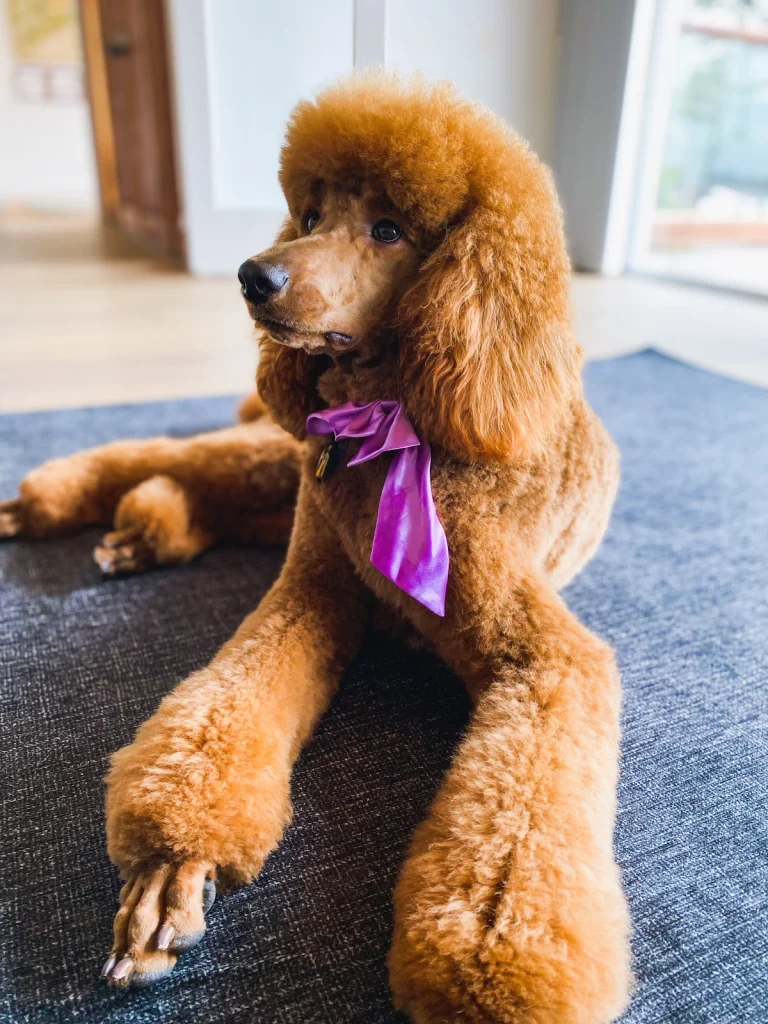 Happy Tails, a dog-friendly dog grooming salon in Montara, California
