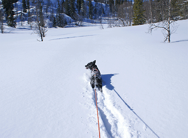 Dog in snow