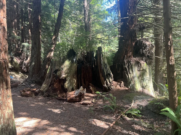 Headwaters Forest Reserve