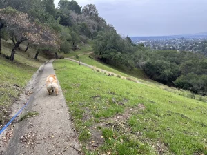 Heather Dog Exercise Area, a dog-friendly hiking trail in San Carlos, California