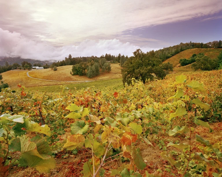 Holly's Hill, a dog-friendly winery in Placerville, California