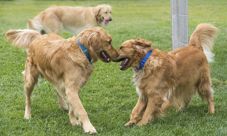 Homeward Bound Golden, a dog-friendly animal rescue in Elverta, California