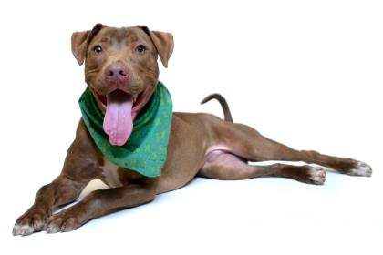 Hooch, a handsome pit mix residing at Butte Humane Society while waiting for his forever home 
