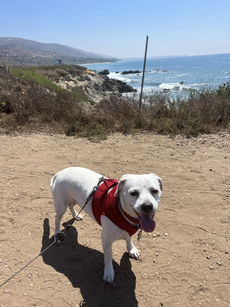 Hope For Paws, a dog-friendly animal rescue in Los Angeles, California