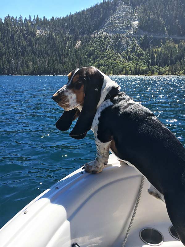 Hound on the water in Tahoe