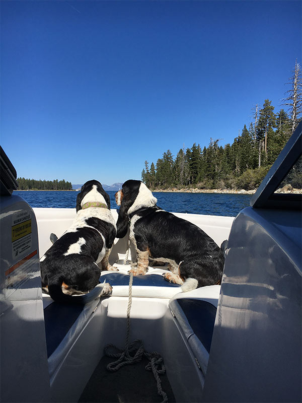 Hounds in Tahoe